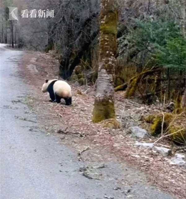 一小熊貓躺在路中間疑被車撞，生命與自然的脆弱時刻，小熊貓遭遇車禍，生命與自然的脆弱瞬間