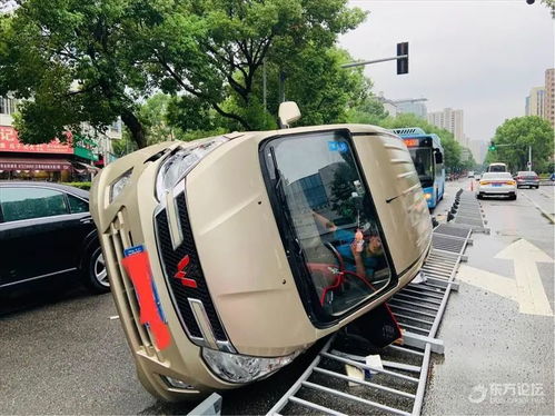 四川一小熊貓疑遭車輛撞擊，引發社會關注與反思，四川小熊貓遭車輛撞擊事件引發社會關注與反思