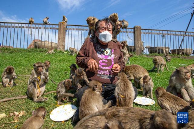 游客與猴子的沖突案例，探究人與自然的和諧共生之道，游客與猴子沖突案例，探究人與自然和諧共生之道