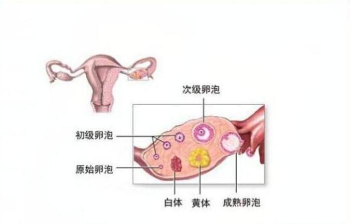 黃體破裂的治療方法，探索與解析，黃體破裂的治療方法詳解與解析