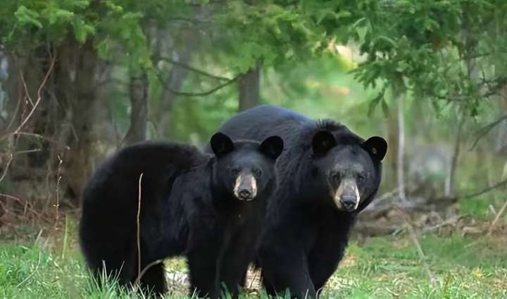 如何避免與野生動物沖突，人類與自然的和諧共生之道，人類與自然的和諧共生，避免與野生動物沖突的策略