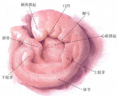 魚類進化論的爭議，歷史、科學、與未來的探索，魚類進化論的爭議，歷史、科學與未來探索之路