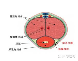 海綿體鍛煉增大，可能性、方法與注意事項，海綿體鍛煉增大指南，可能性、方法與注意事項全解析